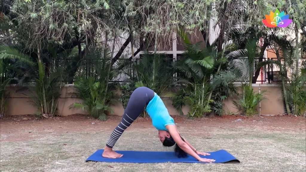 Discover 34 Adho-Mukha-Svanasana